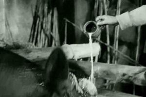  Viridiana de Luis Buñuel.  Photogramme 19 - Plan 14.  Rita qui verse du lait sur la tête de la vache.