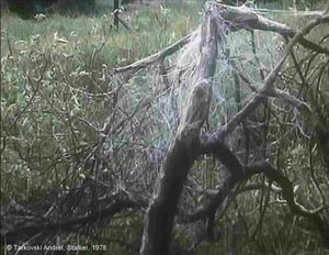 Stalker, Photogramme - 24 : Plan 45.  Une image furtive, un arbuste où sont emmêlées des toiles d’araignées, ne suggère-t-elle pas un aperçu de la Zone ?