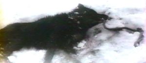 Photogramme - Chien 1 : Andreï Roublev, Plan 69.  Le chien de Kyrill gisant sur la neige, tué par son maître.
