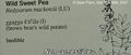 Photogramme 91 : Into The Wild, plan 1635. Christopher se réveille brusquement, il va très mal. Il consulte le livre des plantes et commence à comprendre : la Wild Sweet Pea (Pois de senteur), Heydesarum mackenzii, est non comestible, en anglais : Inedible .