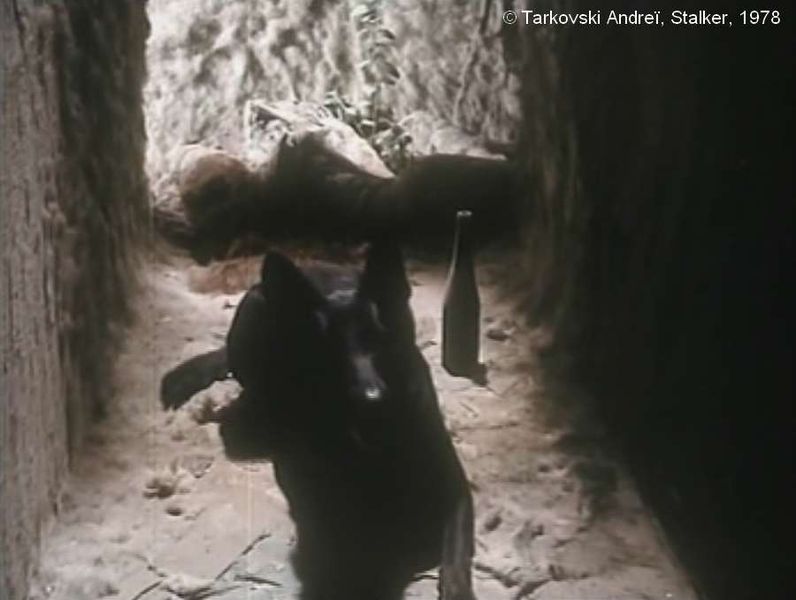 Fichier:Stalker Tarkovski Plan 122 Chien noir passage étroit.jpg
