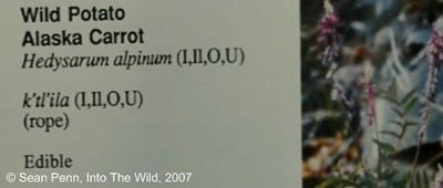 Photogramme 92 : Into The Wild, plan 1639. Tandis que la Wild Potato Alaska Carrot, (Racine de Patate sauvage) Hedysarum alpinum, est comestible, en anglais : Edible.