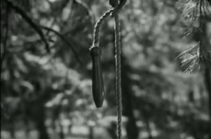  Viridiana de Luis Buñuel.     Photogramme 54 - Plan 73.  On distingue le nœud qui fixe la corde à la branche. Cette corde à une poignée en bois. C’est la corde à sauter de Rita.